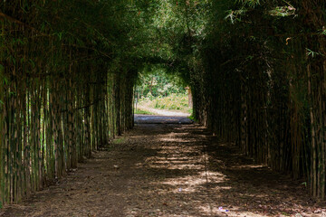 path in the bamboo forest