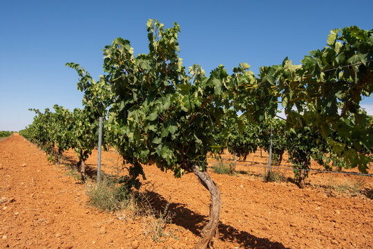 L&iacute;neas de cepas de uva blanca en espaldera en verano en el vi&ntilde;edo
