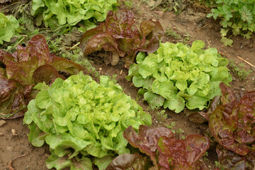 Pflücksalat Anbau im Garten