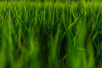 Obraz premium green grass background
