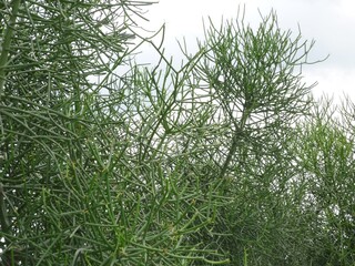 Green grass background