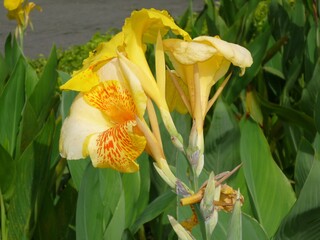 Yellow tropical flowers in the garden