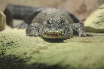 blurred crocodile in the terrarium at the zoo close up, blurred background