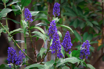 purple flowers in the garden