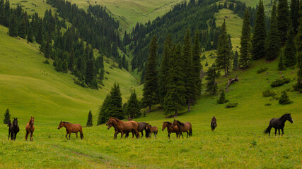 Summer pastures dzhailau in Kegen region. Summer cloudy day in mountains