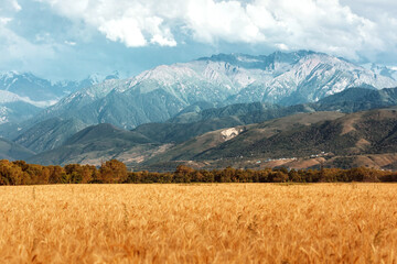 Landscape with mountains. Wheat Field.