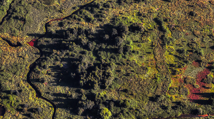 Aerial View of the Green Bog and Wetland Fields in a park. Taken in Coquitlam, Vancouver, British Columbia, Canada.