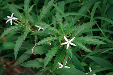 flower of a plant