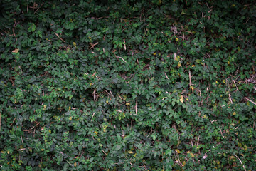 leaves on a wall