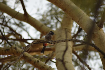 red winged blackbird
in frame - Red-Vented bulbul
Syntefic Name - Pycnonotidae
it is resident...
