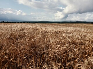 field of wheat