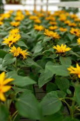 Natural background of beautiful green plants with blooming yellow flower. Nursery of flowers at greenhouse. Beautiful plants for sale at garden. 