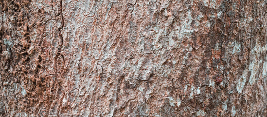 Close up of a tree bark.