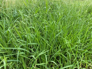 green grass background