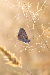  Motyl  niebieski - Polyommatus icarus  © Iwona