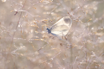 Biały motyl - Leptidea sinapis w trawach © Iwona