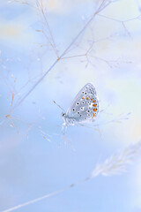 Motyl niebieski Polyommatus icarus  © Iwona