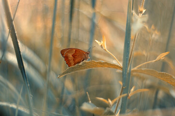 Orange butterfly - Maniola jurtina in the grass © Iwona