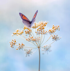 Motyl Przestrojnik jurtina - Maniola jurtina © Iwona