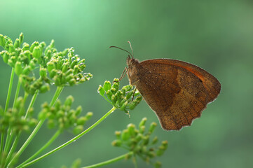  Motyl  brązowy - Maniola jurtina