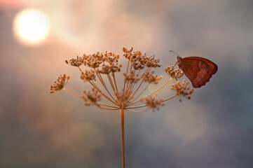 Motyl - Maniola jurtina © Iwona