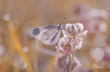 Makro Motyl  Leptidea sinapis   © Iwona
