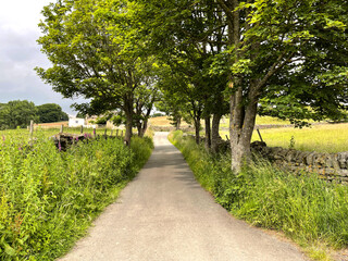 Country lane, with wild plants, old trees, and heavy clouds in, West Morton, Keighley, UK