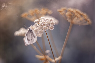 White butterfly- Pieris brassicae on a field flower © Iwona