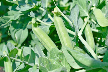 Fototapeta premium Green pea pods in the garden in summer