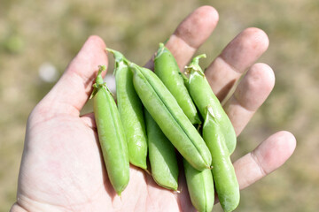 Green ripe pea pods in your hand