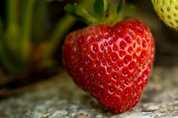 macro shot of a delicious and juicy looking ripe red strawberry (fragaria x ananassa) growing on a plant next to another over rocky ground