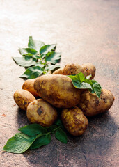 Raw  potato with green leaves on a rustic background.