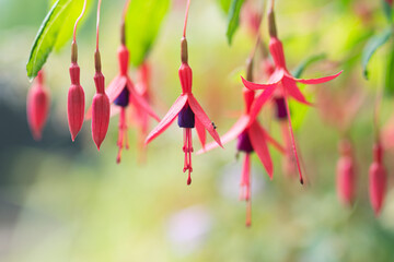 Red hanging flowers fuchsia triphylla