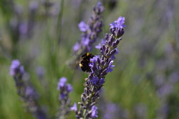Trzmiel na lawendzie
