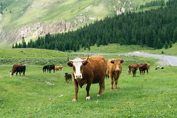 Brown cows grazing in a meadow among the mountains.