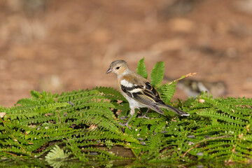 female chaffinch on a carpet of wild ferns (fringilla coelebs)