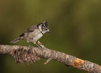 crested tit perched on a dry pine branch (lophophanes cristatus)