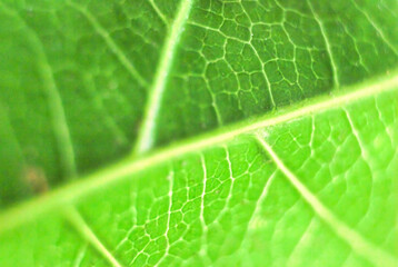 Detailed Green Leaf, Textured Macro Closeup Large Detailed Horizontal Background Texture Pattern Copy Space