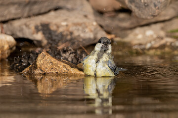great tit swimming in the pond (parus major)