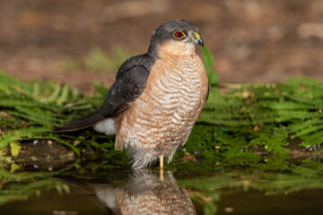 common sparrowhawk in the forest pond by the ferns with one leg raised (Accipiter nisus)