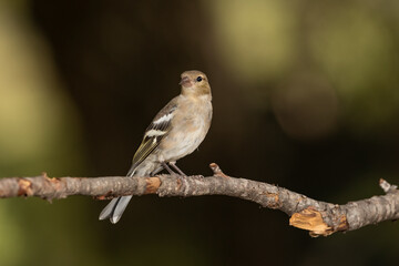 juvenile female finch perched on a dry branch and dark green background (fringilla coelebs)