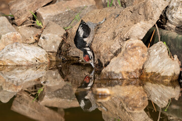 woodpecker perched on a cork trunk and drinking and bathing in the forest pond (Dendrocopos major)