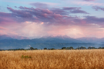 Wheat field at sunset