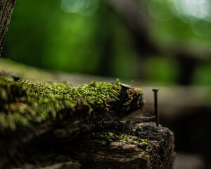 Old bench in the forest