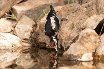 woodpecker perched on a cork trunk and drinking and bathing in the forest pond (Dendrocopos major)