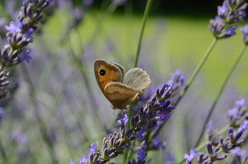 Motyl na lawendzie