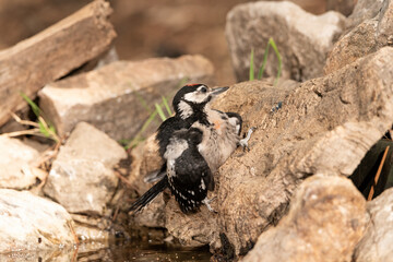 woodpecker perched on a cork trunk and drinking and bathing in the forest pond (Dendrocopos major)