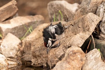 woodpecker perched on a cork trunk and drinking and bathing in the forest pond (Dendrocopos major)