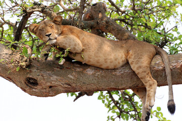 Wilde Löwen entspannen und relaxen faul