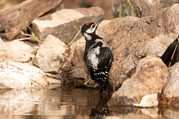 woodpecker perched on a cork trunk and drinking and bathing in the forest pond (Dendrocopos major)